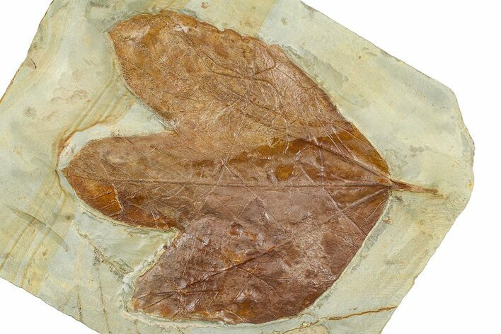 Fossil Sycamore Leaf (Macginitiea) - Montana #377893